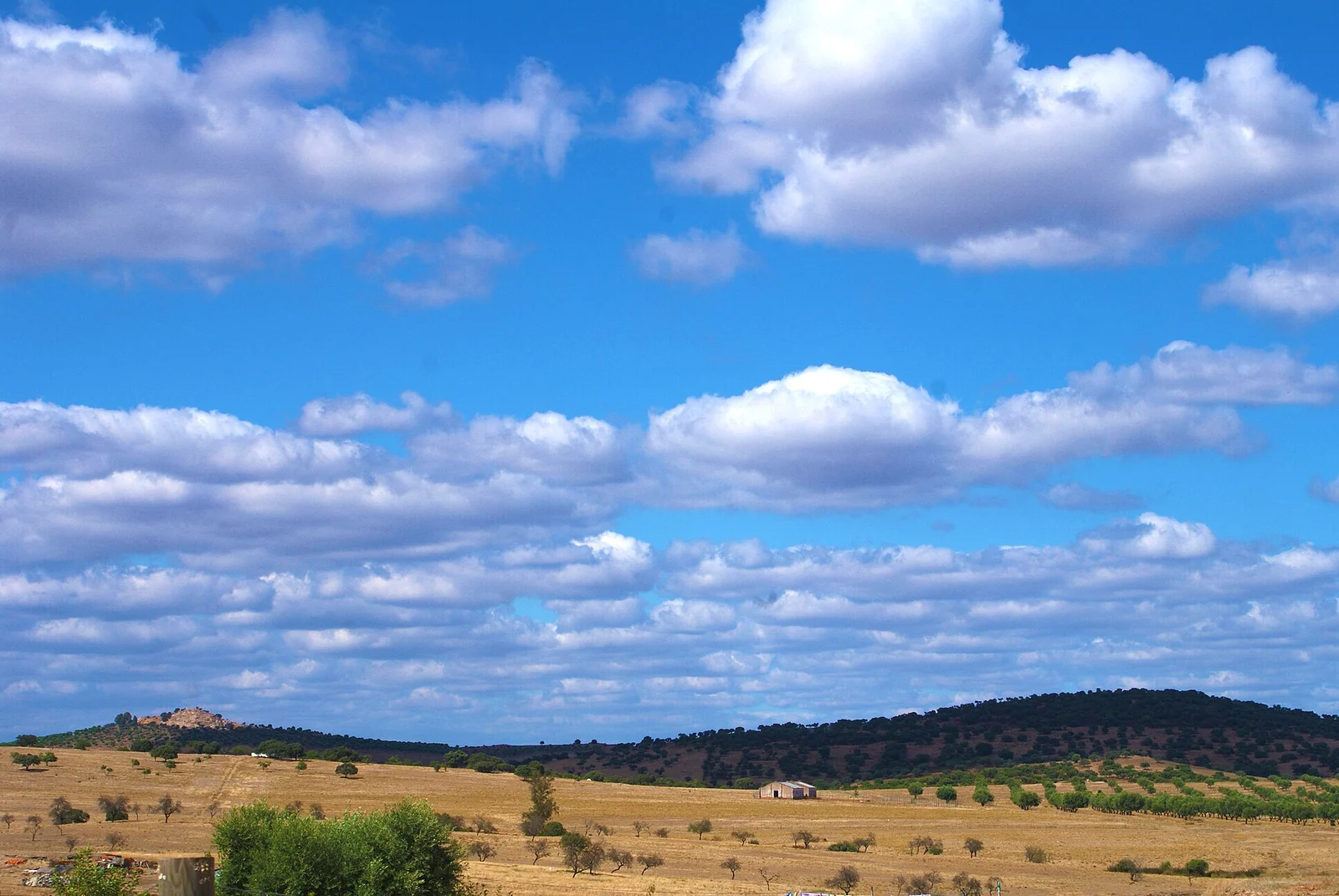 Paisagem de campos e árvores no Alentejo