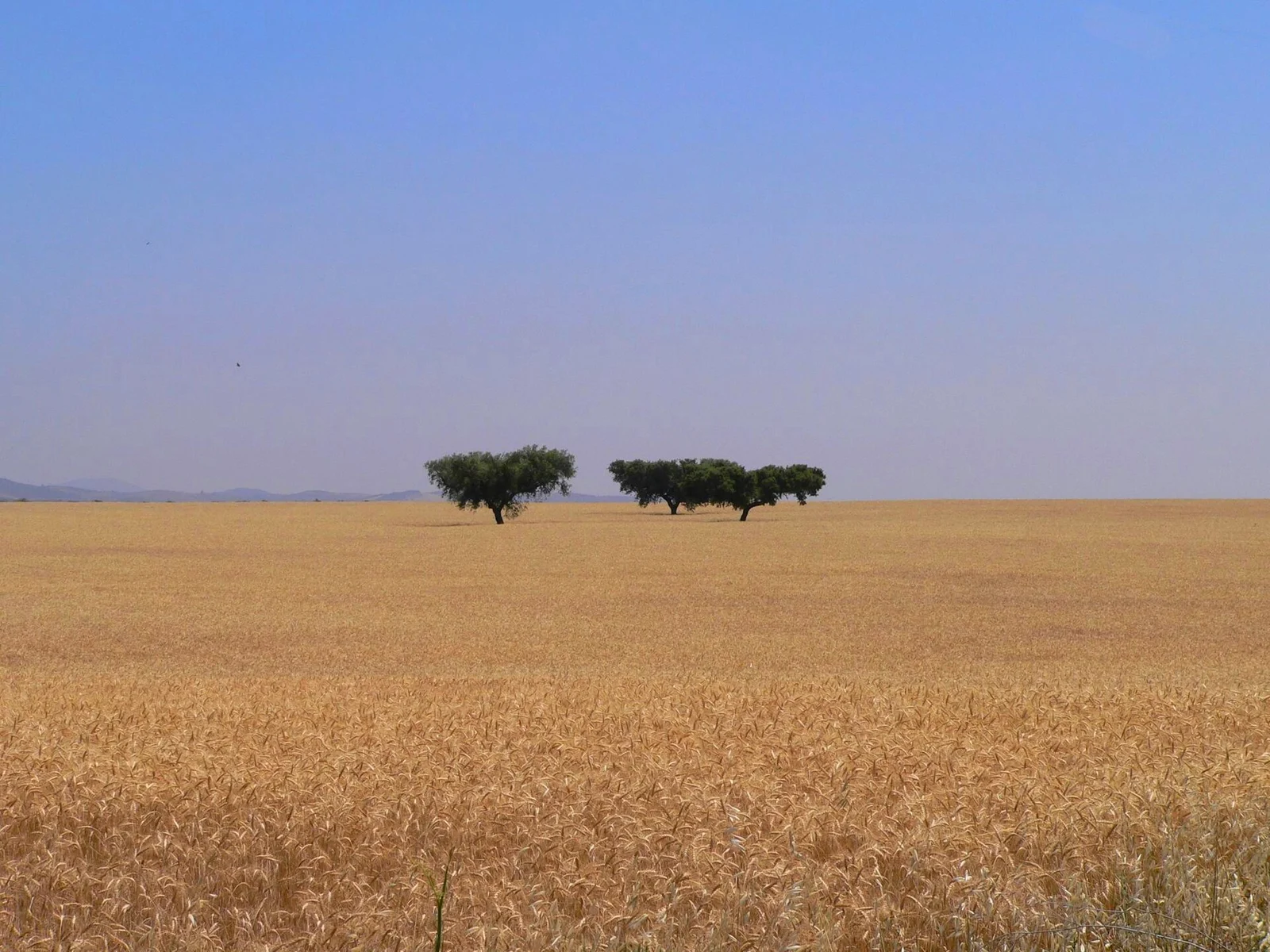 Campo de cereais com duas árvores no horizonte alentejano